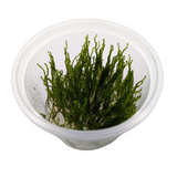 Aquadip Flame Moss Taxiphyllum Sp. In-Vitro Cup