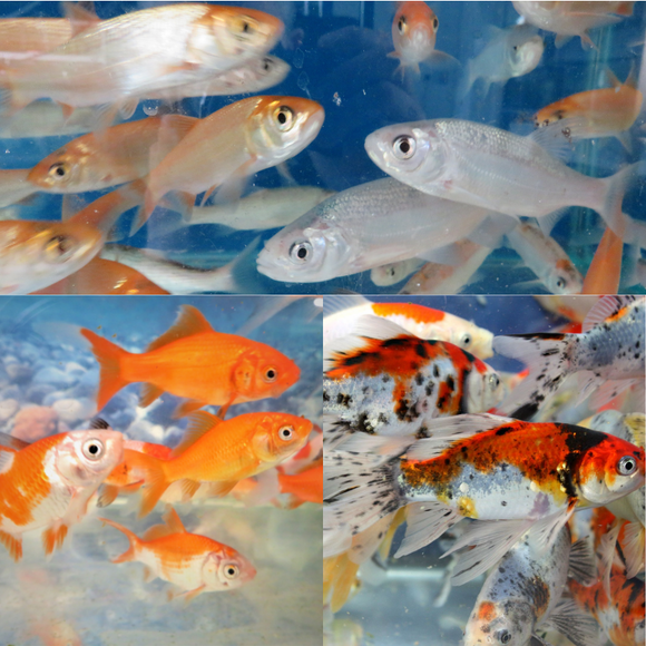 Mixed Bundle Pond Fish Goldfish Shubunkins & Orfe 4-5