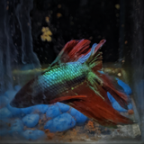 Male Betta Siamese Fighter Fish (#23)