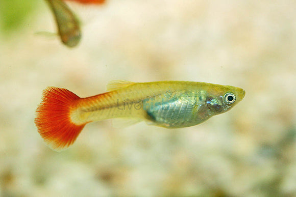 Red Tail Female Guppy
