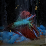 Male Betta Siamese Fighter Fish (#23)
