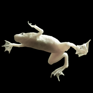 Platinum Aquatic Frog