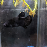 Male Betta Siamese Fighter Fish (#1)