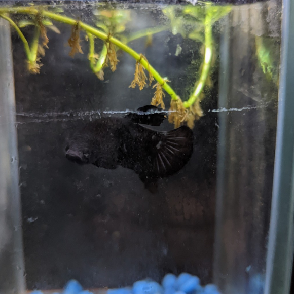 Male Betta Siamese Fighter Fish (#1)