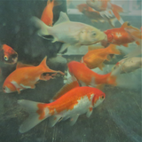 Common Goldfish Assorted Colours 2-3"