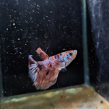 Male Betta Siamese Fighter Fish (#24)